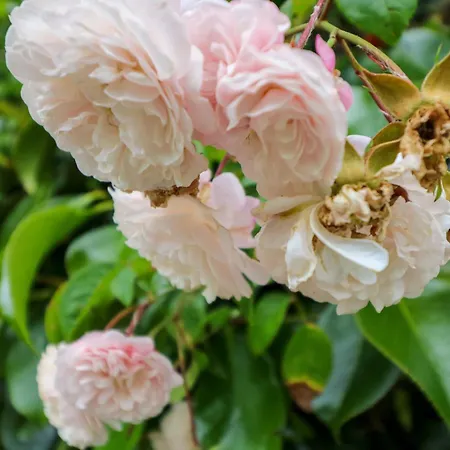 Nyaraló Rowantree Cill Airne