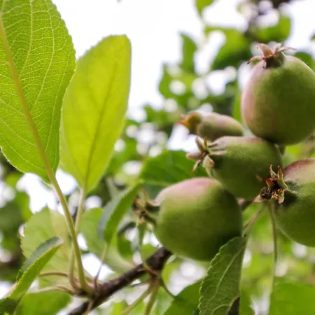 Rowantree קיל איירן