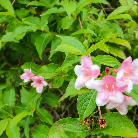 Rowantree 펜션 킬라니