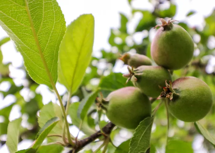 Rowantree Кілларні