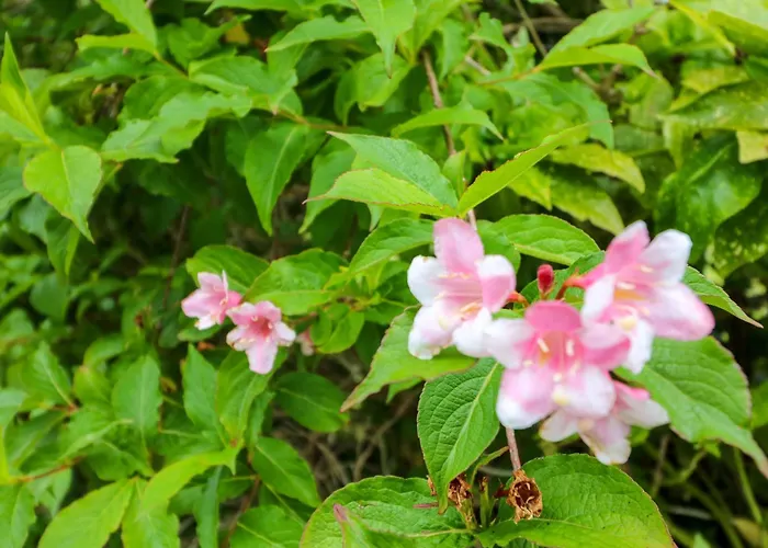 Rowantree בית נופש קיל איירן