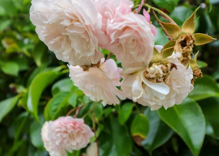 בית נופש Rowantree קיל איירן