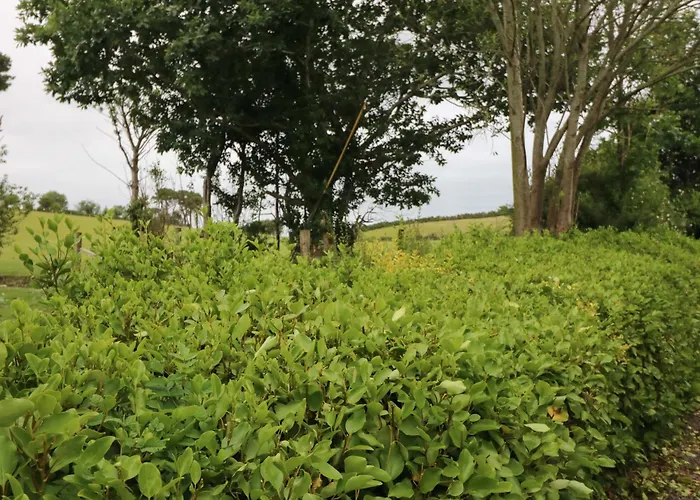 Rowantree * Кілларні