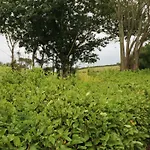 Rowantree * Killarney