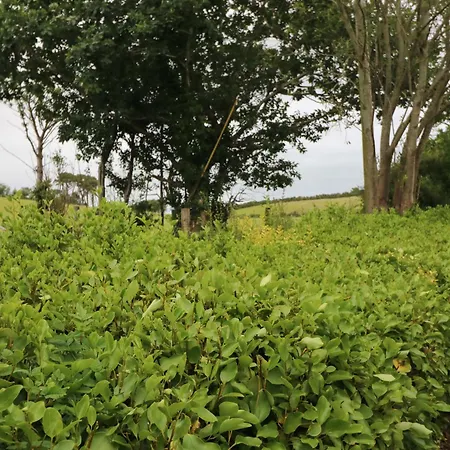 Rowantree * Cill Airne